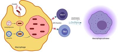 Recent Advances on the Innate Immune Response to Coxiella burnetii